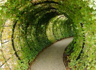 Алник: уникальный сад, каждое растение которого хочет убить вас