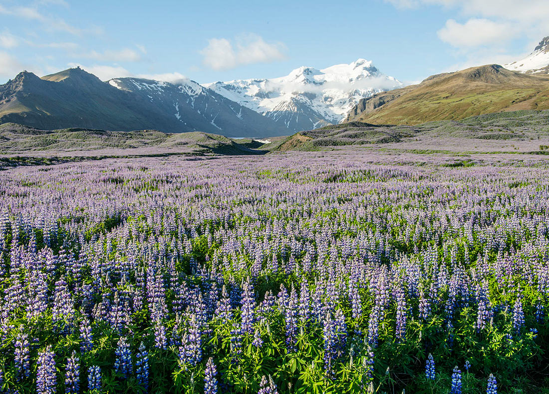 Поле цветущих люпинов в Исландии