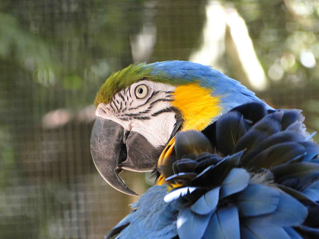 Парк птиц недалеко от водопадов Игуасу