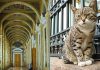 Коты Эрмитажа: Эти 74 кота живут здесь не просто так, а несут важную для государства службу!