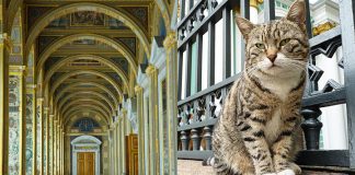 Коты Эрмитажа: Эти 74 кота живут здесь не просто так, а несут важную для государства службу!