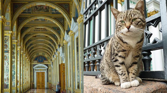 Коты Эрмитажа: Эти 74 кота живут здесь не просто так, а несут важную для государства службу!