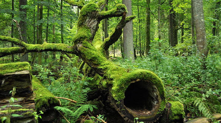Беловежская пуща: последний первобытный лес на территории Европы