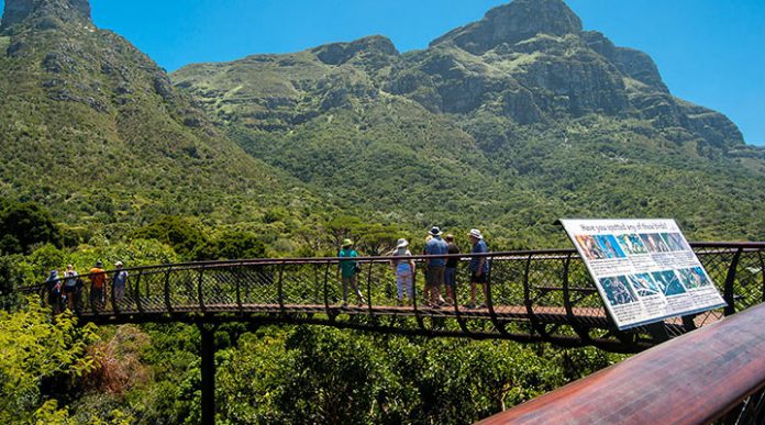 Сказочная дорога над деревьями — одно из самых уникальных мест в Кейптауне