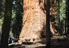 Секвойя Президент: 3200-летнее дерево наконец сфотографировали целиком