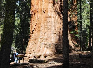 Секвойя Президент: 3200-летнее дерево наконец сфотографировали целиком