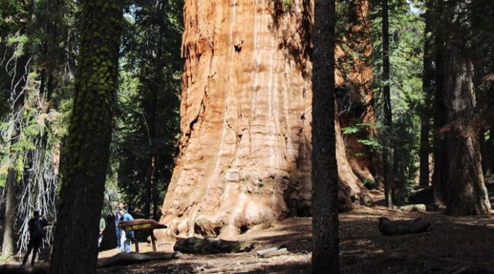 Секвойя Президент: 3200-летнее дерево наконец сфотографировали целиком
