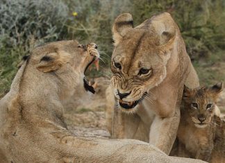 Что делать в Южной Африке: 12 потрясающих мест и вещей, которые стоит попробовать