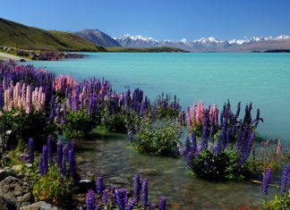 Озеро Текапо: красочная сказка для любителей романтики