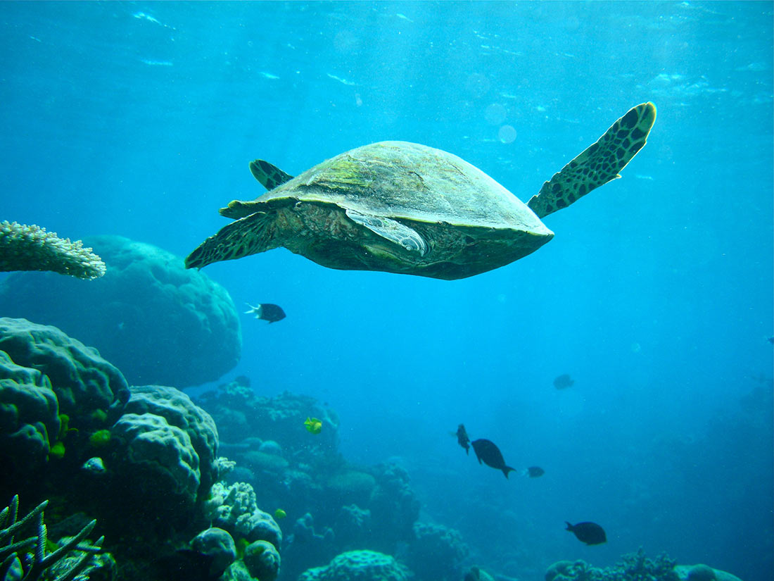 Морская черепаха возле кораллового рифа