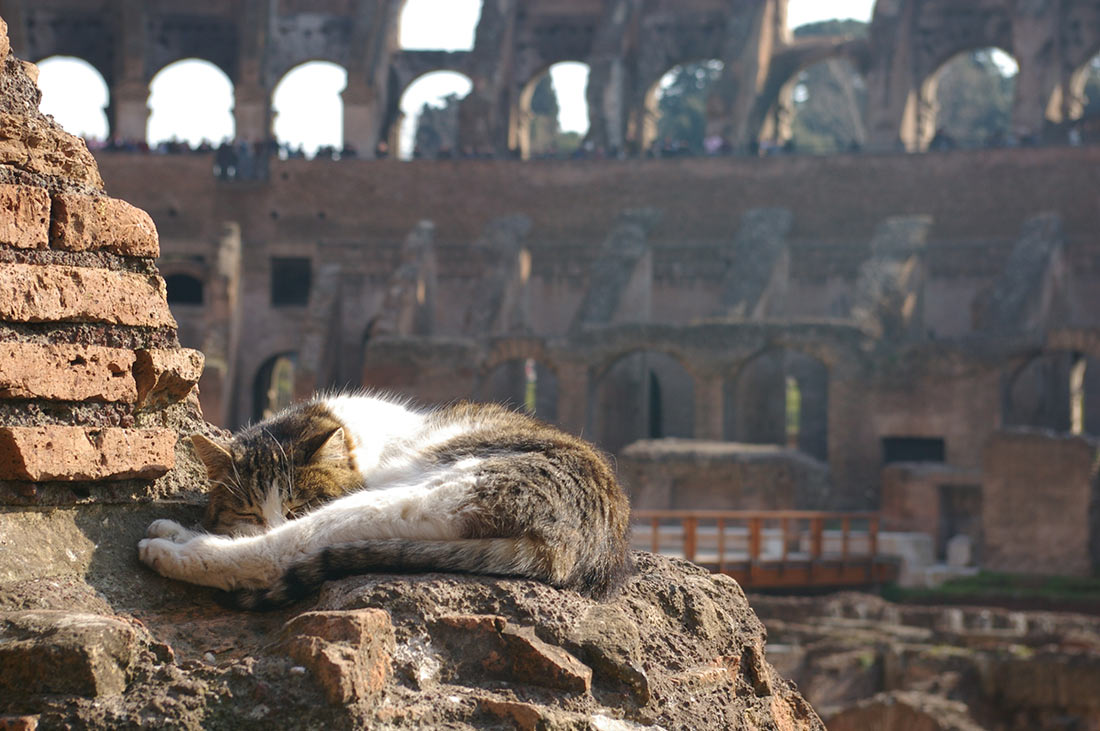 римские коты