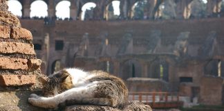 Римские коты: вечные хранители Вечного города