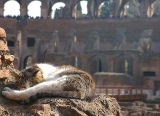 Римские коты: вечные хранители Вечного города