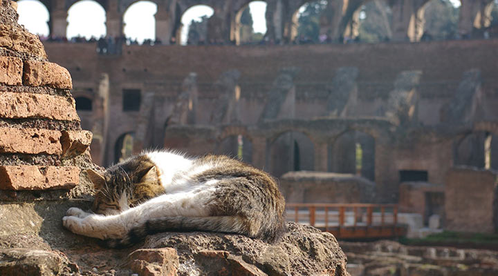 Римские коты: вечные хранители Вечного города