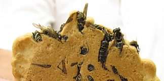 Печенье с осами — одна из самых необычных сладостей в мире