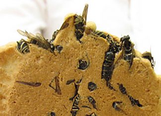 Печенье с осами — одна из самых необычных сладостей в мире