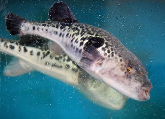 Рыба фугу — самый экстремальный и ядовитый деликатес в мире