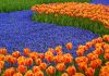 Ботанический сад Кёкенхоф: настоящее цветочное море