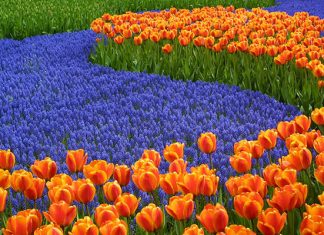 Ботанический сад Кёкенхоф: настоящее цветочное море