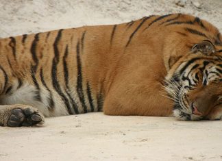 Храм тигров — самый полосатый, рычащий и… умиротворенный