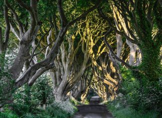 Дарк Хеджес: мистическая буковая аллея в Северной Ирландии Дарк Хеджес