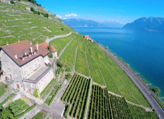 Террасные виноградники Лаво с высоты птичьего полета (ВИДЕО)