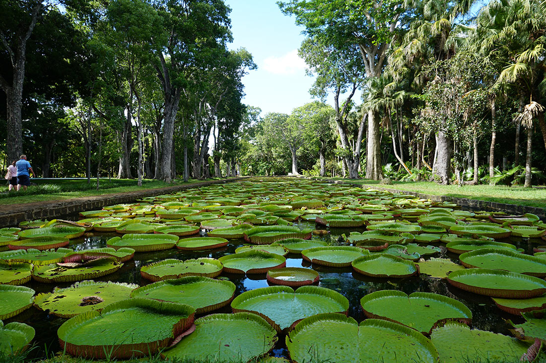 Ботанический сад имени сэра Сивусагура Рамгулама
