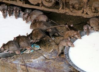 Храм Карни Мата: священное место, куда приходят поклониться… крысам