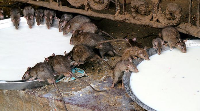 Храм Карни Мата: священное место, куда приходят поклониться… крысам