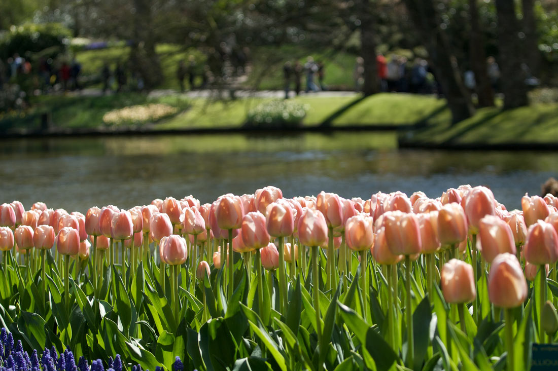 Фестиваль тюльпанов в Голландии
