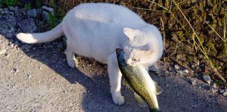 Остров Окисима: кошачий рай на самом большом озере Японии