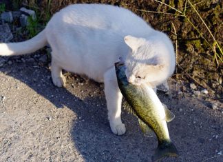 Остров Окисима: кошачий рай на самом большом озере Японии