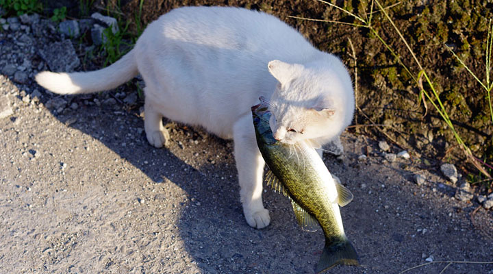 Остров Окисима: кошачий рай на самом большом озере Японии