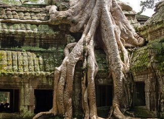 Та Пром: заброшенный буддистский храм, который поглотили джунгли