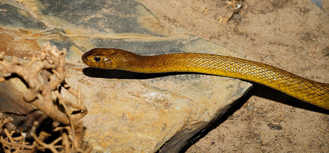 Тайпан Маккоя Самая ядовитая змея в мире