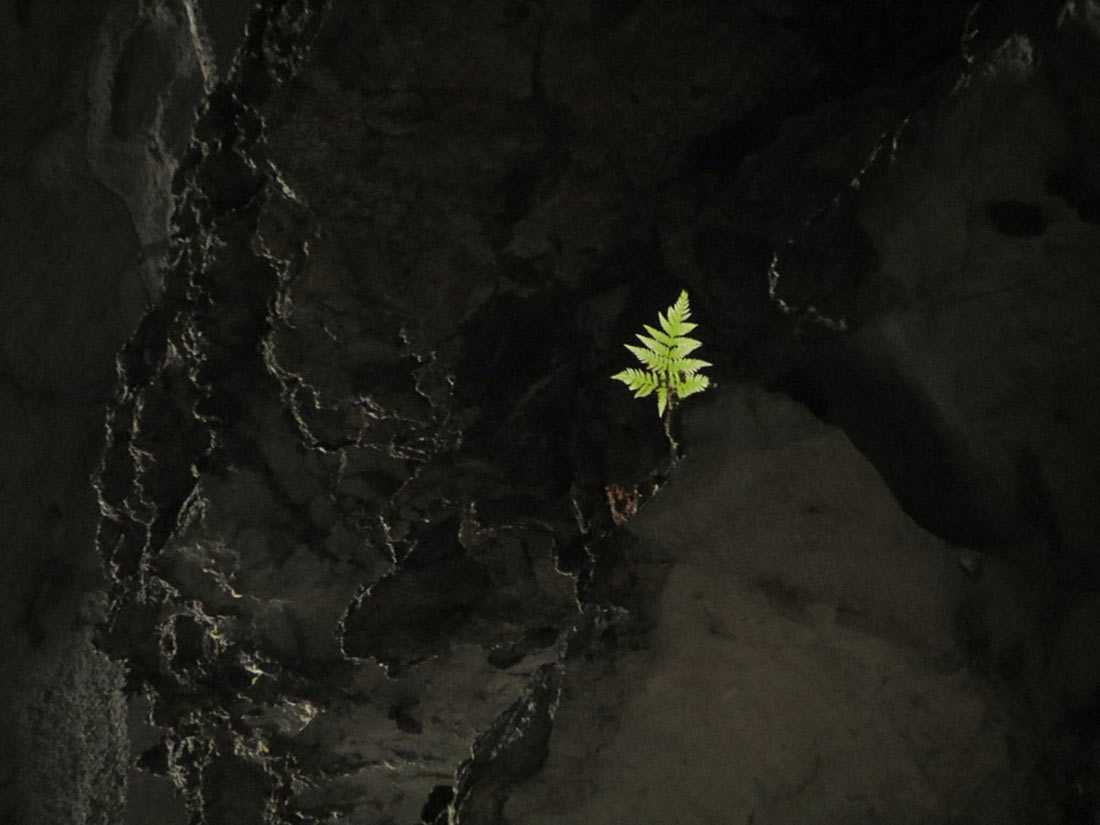 Зеленый росток в пещере Шондонг