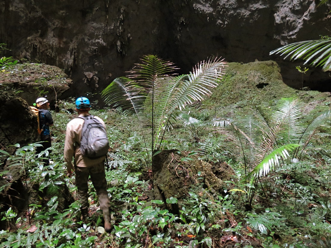 Зеленый лес в пещере Шондонг