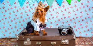 Как путешествовать с собакой: 7 советов для тех, кто решил отправиться в поездку со своим любимцем