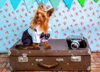 Как путешествовать с собакой: 7 советов для тех, кто решил отправиться в поездку со своим любимцем