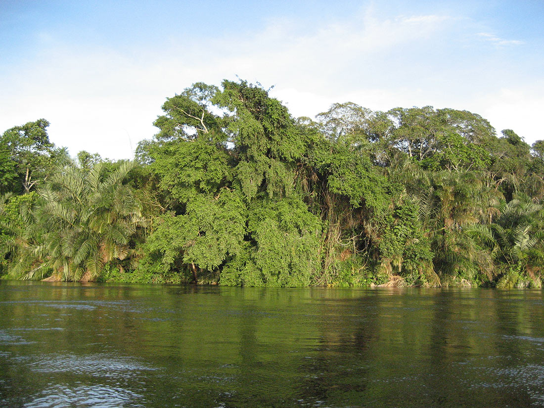 Джунгли реки Конго