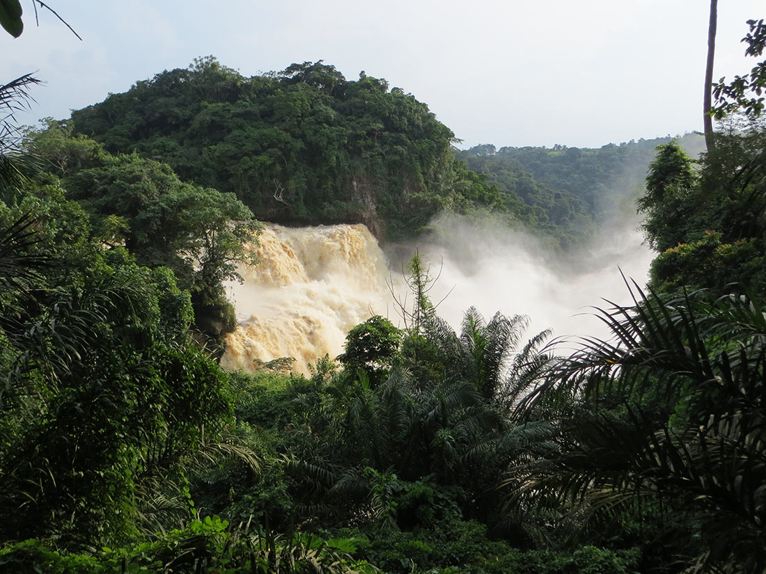 Тропические леса Конго