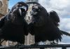 Вороны Тауэра: черные крылья Британской монархии