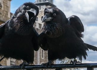 Вороны Тауэра: черные крылья Британской монархии