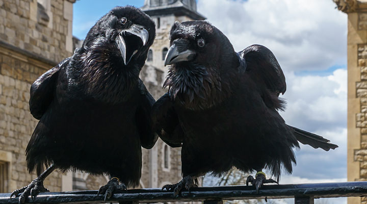 Вороны Тауэра: черные крылья Британской монархии