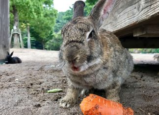 Окуносима: удивительный Остров кроликов в Японии