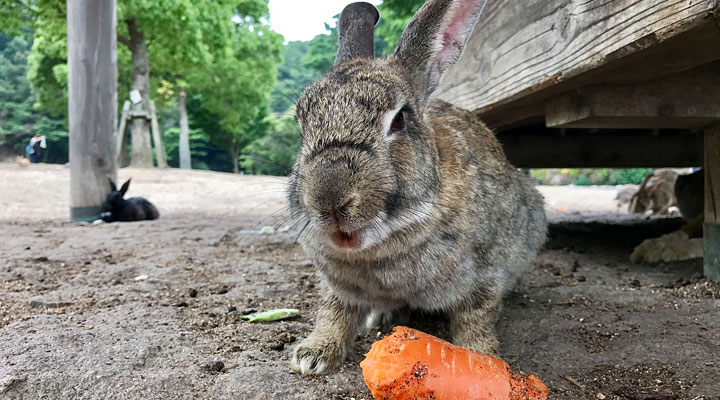 Окуносима: удивительный Остров кроликов в Японии