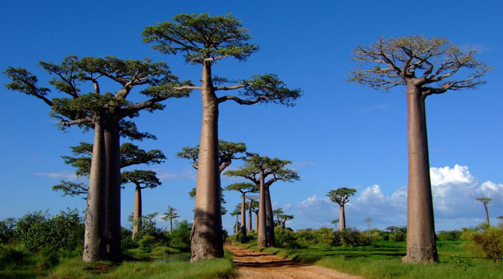 Аллея баобабов: самая живописная и невероятная дорога на острове Мадагаскар