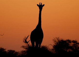 Факты об Африке: развенчиваем самые распространенные мифы