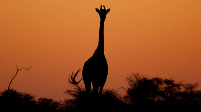 Факты об Африке: развенчиваем самые распространенные мифы