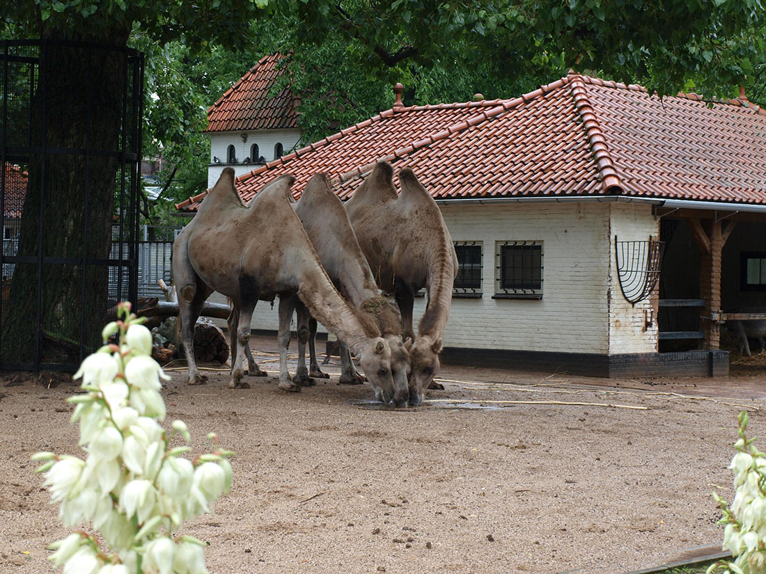 Зоопарк Артис в Амстердаме